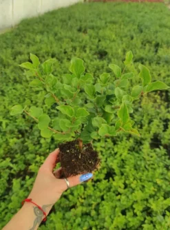 Lilak Meyera PALIBIN 30-60cm Fioletowa Piękność do Ogrodu