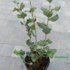 Lilak Meyera PALIBIN (Syringa) w doniczkach C2, wysokość 30-50 cm