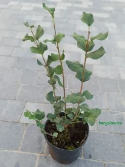 Lilak Meyera PALIBIN (Syringa) w doniczkach C2, wysokość 30-50 cm
