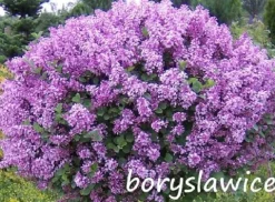 Lilak Meyera PALIBIN (Syringa) w doniczkach C2, wysokość 30-50 cm