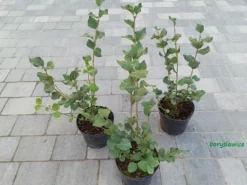 Lilak Meyera PALIBIN (Syringa) w doniczkach C2, wysokość 30-50 cm