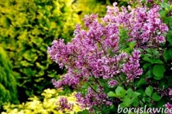 Lilak Meyera PALIBIN (Syringa) w doniczkach C2, wysokość 30-50 cm