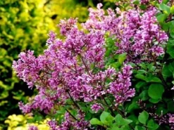 Lilak Meyera PALIBIN (Syringa) w doniczkach C2, wysokość 30-50 cm