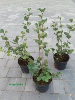 Lilak Meyera PALIBIN (Syringa) w doniczkach C2, wysokość 30-50 cm
