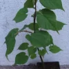 LIPA DROBNOLISTNA Tilia - sadzonki w doniczkach