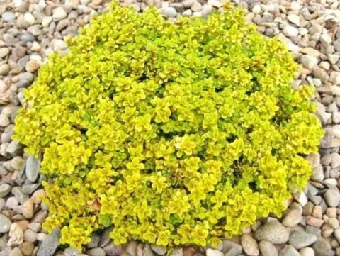 Macierzanka cytrynowa BERTRAM ANDERSON Żółta Fioletowe kwiaty Sadzonki P9