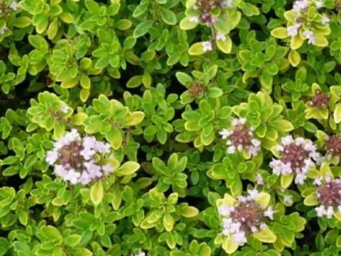 Macierzanka cytrynowa BERTRAM ANDERSON Żółta Fioletowe kwiaty Sadzonki P9