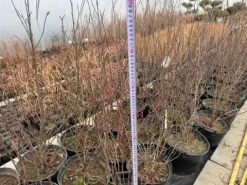 Magnolia pośrednia 'Alexandrina' (Magnolia × soulangeana) Poj. 20L