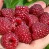 Malina DELNIWA Powtarzająca 1kg z krzewu Sadzonki w doniczkach 1L