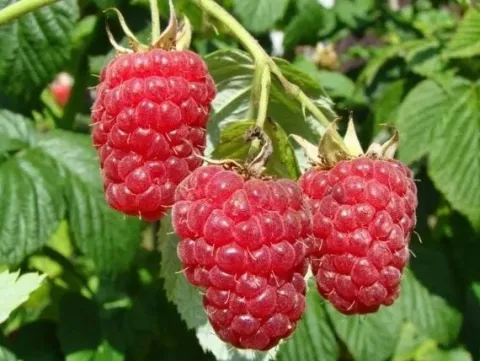 Malina DELNIWA Powtarzająca 1kg z krzewu Sadzonki w doniczkach 1L