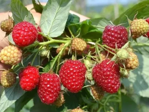 Malina DELNIWA Powtarzająca 1kg z krzewu Sadzonki w doniczkach 1L