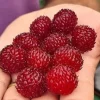 Malina Raspberry Tower Hara PBR drzewo malinowe kolumnowe sadzonka