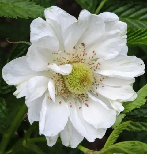 MALINOTRUSKAWKA - sadzonki w doniczkach