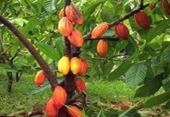 Masło kakaowe nierafinowane spożywcze olej kakaowy 100g Kolumbia I-Organic