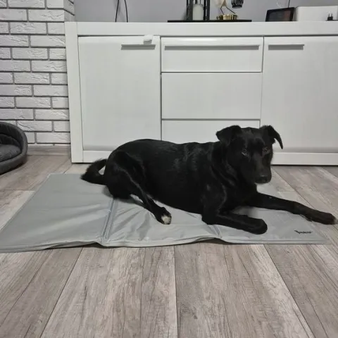 Mata Chłodząca dla Psa Kota Zwierząt Żelowa Składana XXL Legowisko 110x70cm