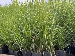Miskant chiński 'Apache' Niski Pstry (Miscanthus sinensis) Doniczka 2.0L