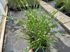 Miskant chiński 'Apache' Niski Pstry (Miscanthus sinensis) Doniczka 2.0L