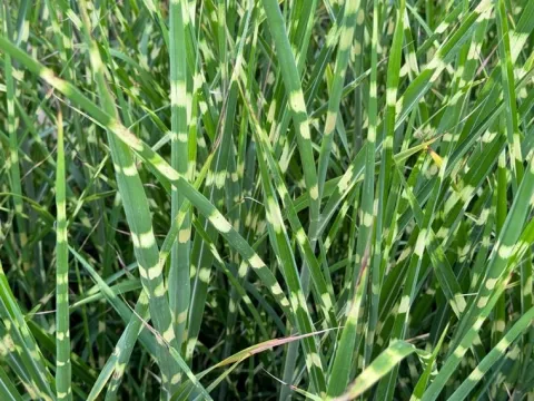 Miskant chiński 'Apache' Niski Pstry (Miscanthus sinensis) Doniczka 2.0L