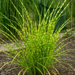 Miskant chiński 'Apache' Niski Pstry (Miscanthus sinensis) Doniczka 2.0L