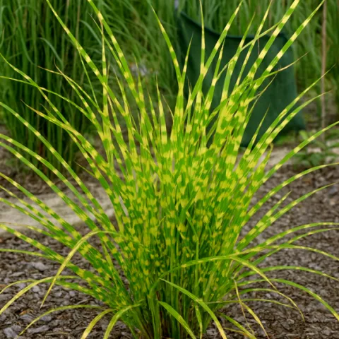 Miskant chiński 'Apache' Niski Pstry (Miscanthus sinensis) Doniczka 2.0L