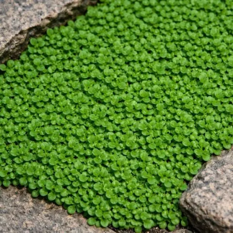 Mięta korsykańska Mentha requienii aromatyczna roślina okrywowa