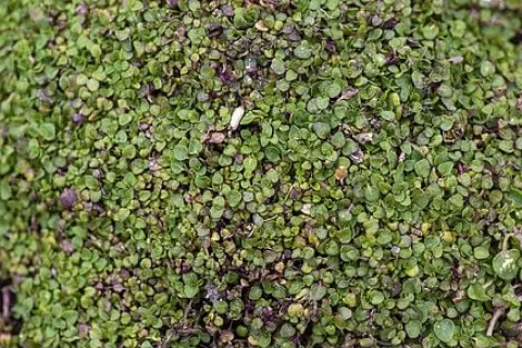 Mięta korsykańska Mentha requienii aromatyczna roślina okrywowa
