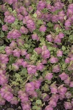 Oregano Kent Beauty Origanum rotundifolium ozdobne do doniczki