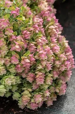 Oregano Kent Beauty Origanum rotundifolium ozdobne do doniczki