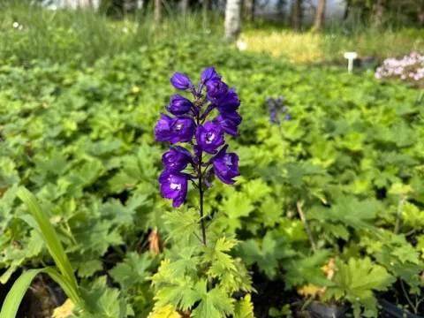 Ostróżka ogrodowa 'Excalibur Dark Blue White Bee' (Delphinium elatum) 2.0L