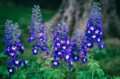 Ostróżka ogrodowa 'Excalibur Dark Blue White Bee' (Delphinium elatum) 2.0L