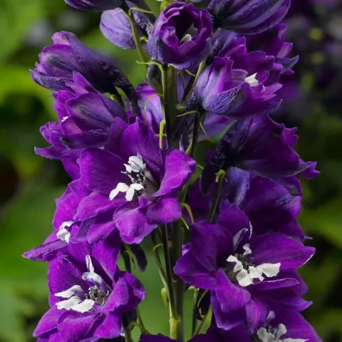 Ostróżka ogrodowa 'Excalibur Dark Blue White Bee' (Delphinium elatum) 2.0L