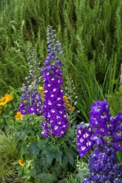 Ostróżka ogrodowa 'Excalibur Dark Blue White Bee' (Delphinium elatum) 2.0L