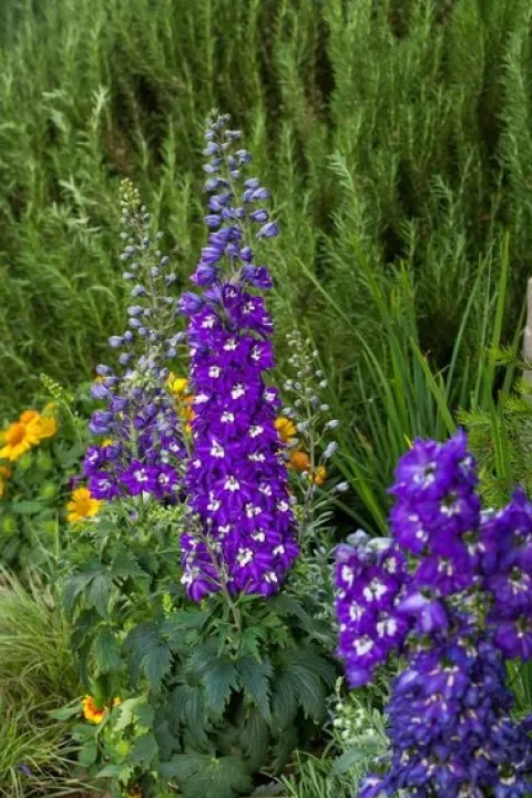 Ostróżka ogrodowa 'Excalibur Dark Blue White Bee' (Delphinium elatum) 2.0L
