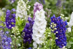 Ostróżka ogrodowa 'Excalibur Dark Blue White Bee' (Delphinium elatum) 2.0L