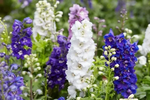 Ostróżka ogrodowa 'Excalibur Dark Blue White Bee' (Delphinium elatum) 2.0L