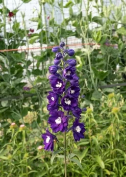 Ostróżka ogrodowa 'Excalibur Dark Blue White Bee' (Delphinium elatum) 2.0L