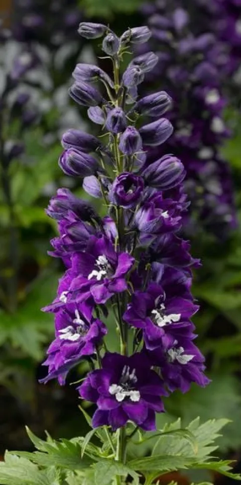 Ostróżka ogrodowa 'Excalibur Dark Blue White Bee' (Delphinium elatum) 2.0L