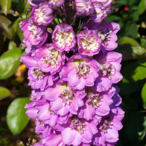Ostróżka ogrodowa 'Excalibur Lilac Rose White Bee' (Delphinium elatum) 2.0L