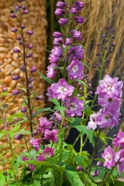Ostróżka ogrodowa 'Excalibur Lilac Rose White Bee' (Delphinium elatum) 2.0L