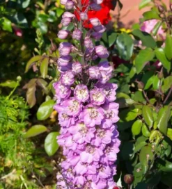 Ostróżka ogrodowa 'Excalibur Lilac Rose White Bee' (Delphinium elatum) 2.0L