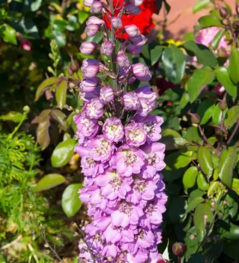 Ostróżka ogrodowa 'Excalibur Lilac Rose White Bee' (Delphinium elatum) 2.0L