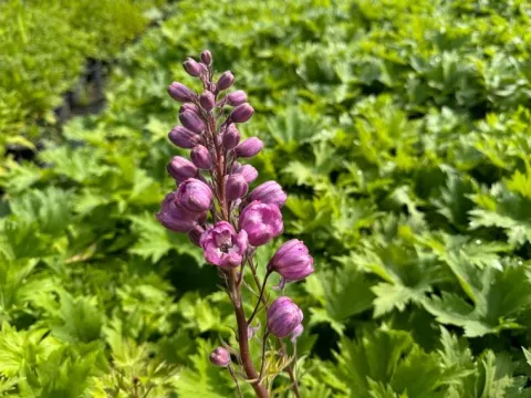 Ostróżka ogrodowa 'Excalibur Lilac Rose White Bee' (Delphinium elatum) 2.0L