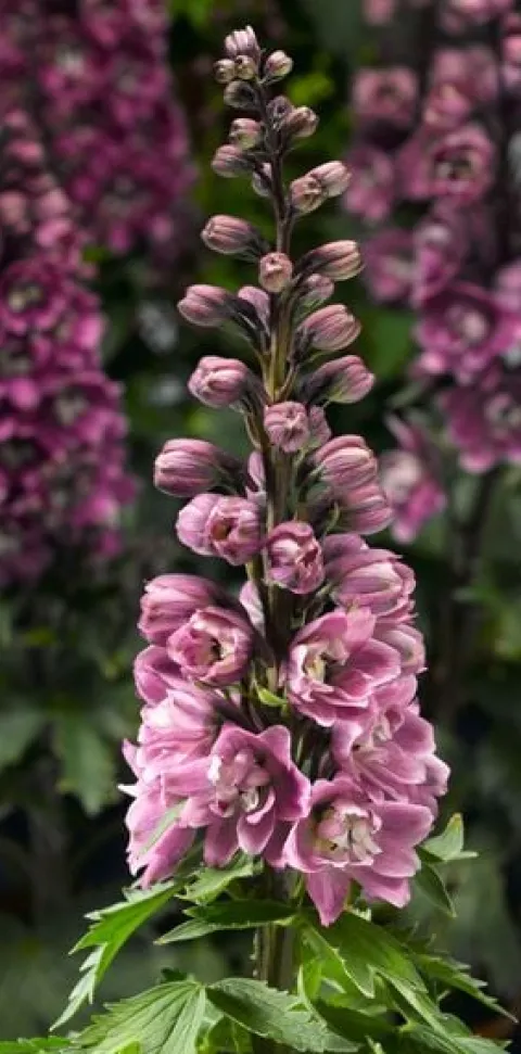 Ostróżka ogrodowa 'Excalibur Lilac Rose White Bee' (Delphinium elatum) 2.0L