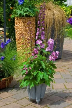 Ostróżka ogrodowa 'Excalibur Lilac Rose White Bee' (Delphinium elatum) 2.0L