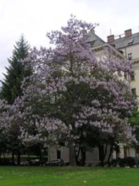 PAULOWNIA Cesarskie Drzewko Szczęścia SADZONKI !!!