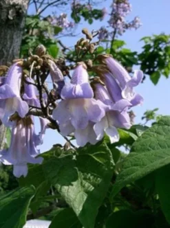 PAULOWNIA Cesarskie Drzewko Szczęścia SADZONKI !!!