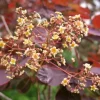 PERUKOWIEC PODOLSKI Royal Purple - sadzonki w doniczkach