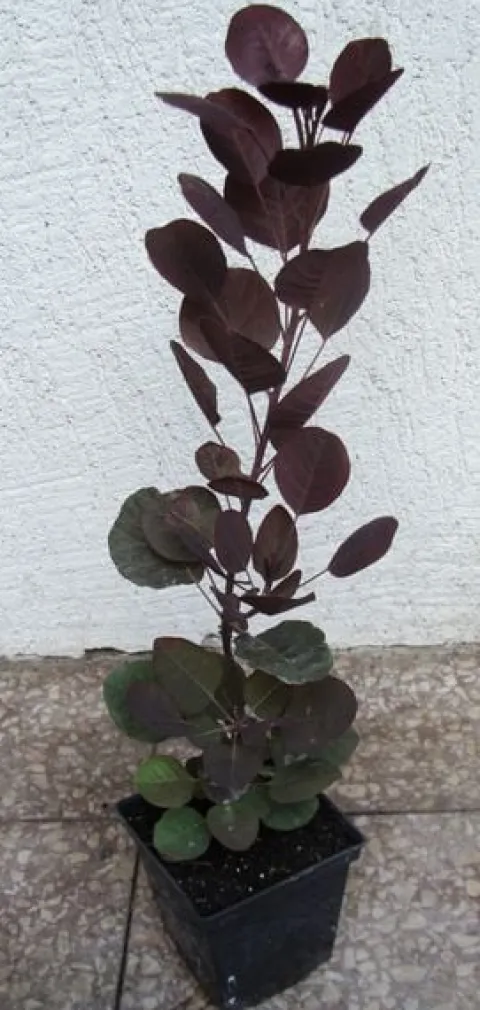 PERUKOWIEC PODOLSKI Royal Purple - sadzonki w doniczkach