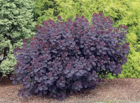 PERUKOWIEC PODOLSKI Royal Purple - sadzonki w doniczkach