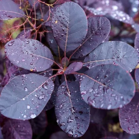 PERUKOWIEC PODOLSKI Royal Purple - sadzonki w doniczkach